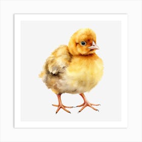 Chicken 7 Art Print