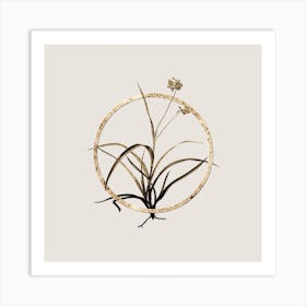 Gold Ring Spiderwort Glitter Botanical Illustration n.0288 Art Print