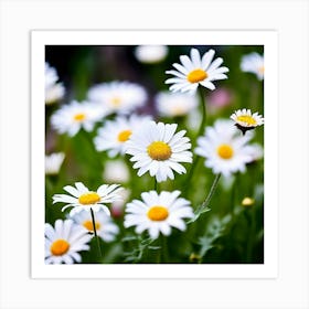 Daisies 3 Art Print