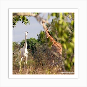 Giraffe in the bush Art Print