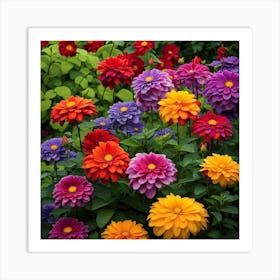 Colorful Dahlias 1 Art Print