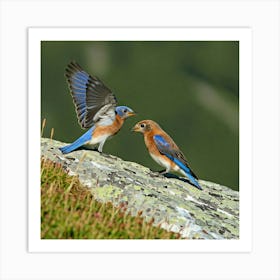 Bluebirds Art Print