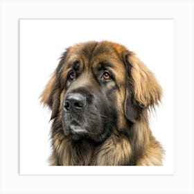 Leonberger Dog Portrait Affiche