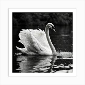 Swan In Water Art Print