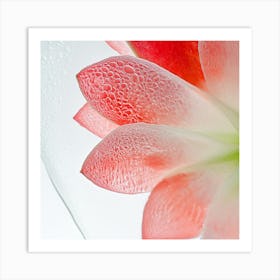 Water Droplets On A Flower 1 Art Print