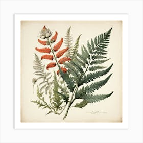 Painted Fern Wildflower Vintage Botanical Art Print 3 Art Print