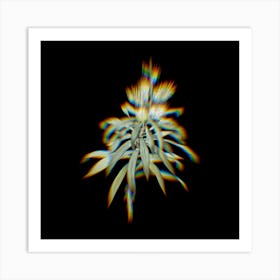 Prism Shift Pleomele Botanical Illustration on Black Art Print