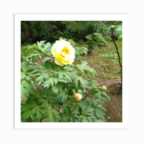 Yellow Peony in Japan 2 Art Print