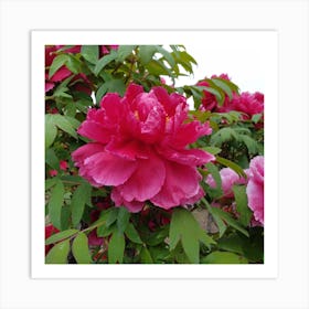 Peony in Japan 4 Art Print