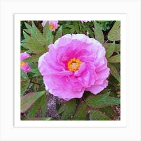 Peony 7 Art Print