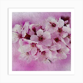 Cherry Blossoms 4 Art Print