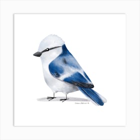 Azure Tit Bird Art Print