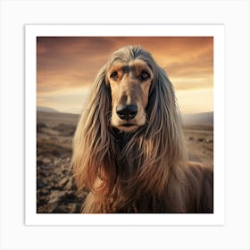 Afghan Hound 1 Art Print