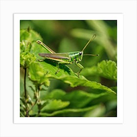 Grasshopper 9 Art Print