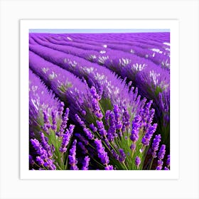 Lavender Field 6 Art Print