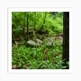 Ferns In The Woods Art Print