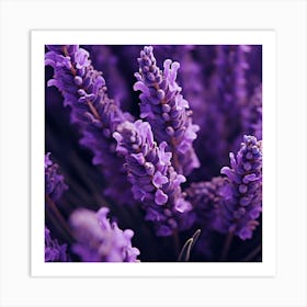 Lavender Flowers 11 Art Print