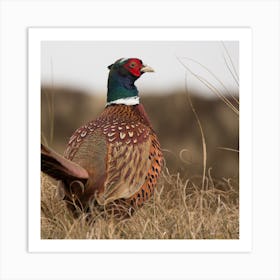 Pheasant Art Print