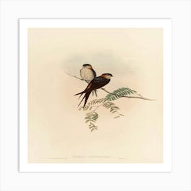 Two Swallows Perched On A Branch Art Print