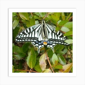 Butterfly 9 Art Print