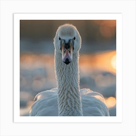 Beautiful Swan 1 Art Print