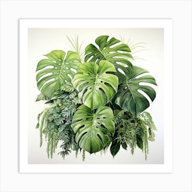 Monstera Plants Art Print