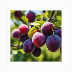 Plums On The Tree Art Print