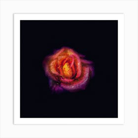 Rose In The Dark Art Print