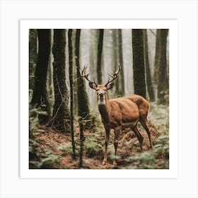 Deer In The Forest Art Print