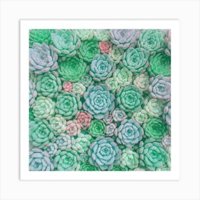 Succulent Wall Art Art Print