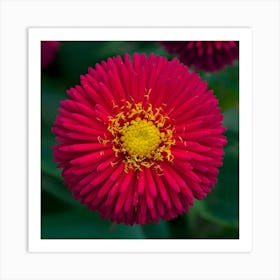 Red Flower Art Print