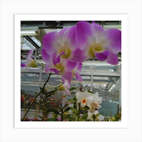 Orchids In A Greenhouse 8 Art Print