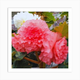 Begonia 33 Art Print