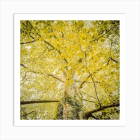 Yellow Autumn Tree 2 Botanical Photography Art Print