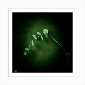 Eucalyptus Photograph 1 Art Print