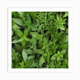 Fresh Herbs 1 Art Print