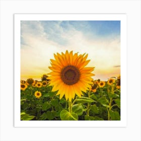 Sunflowers At Sunset Art Print