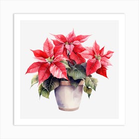 Poinsettia 14 Art Print