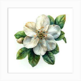 Apple Blossom 1 Art Print