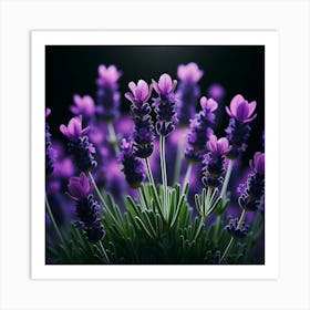 Lavender Flowers On Black Background Art Print