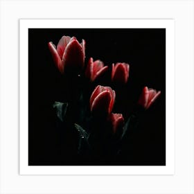 Red Tulips In The Dark Art Print