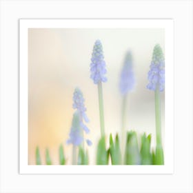 Hyacinths 2 Art Print