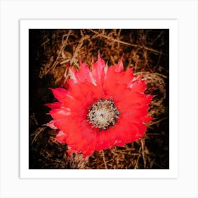 Coral Flower Art Print