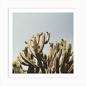 Tall Cactus Plant Square Art Print
