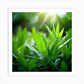 Ecology Plant Green Nature Garden Flora Fresh Leaf Summer Natural Environment Spring Gra (5) Art Print