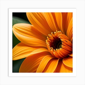 Orange Dahlia Art Print