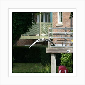 Seagull Flying Art Print