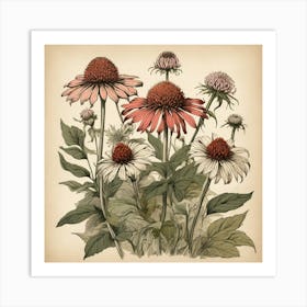 Echinacea Spices And Herbs Retro Drawing Art Print 2 Art Print