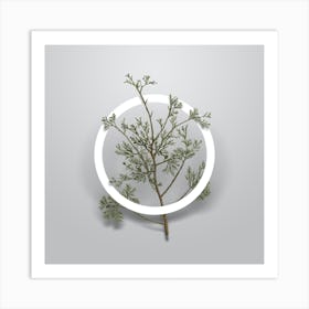 Vintage Atlantic White Cypress Minimalist Botanical Geometric Circle on Soft Gray n.0229 Art Print