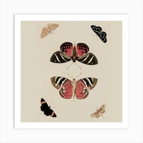 Butterflies And Moths Art Print